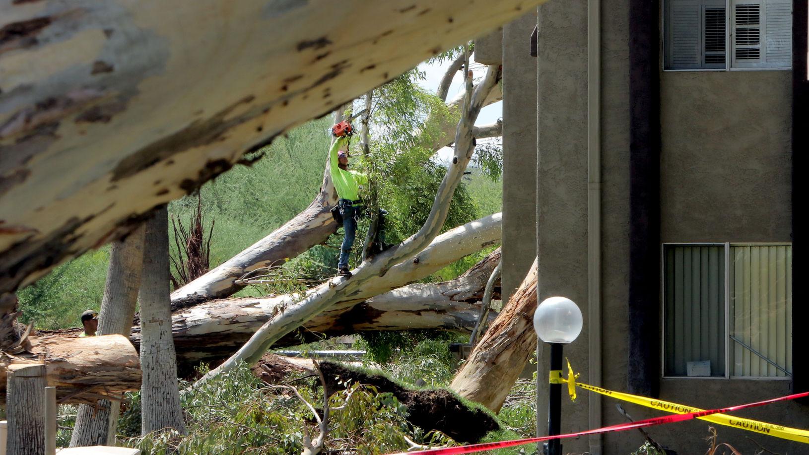 Microburst storm hits Tucson's east side, trees collapse at apartments